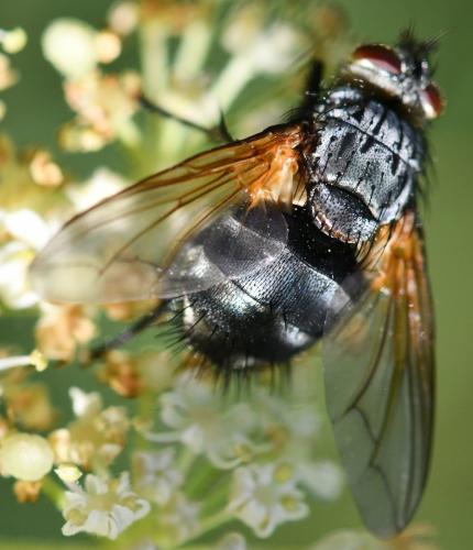Réf. 272 418 : Nemoraea pellucida